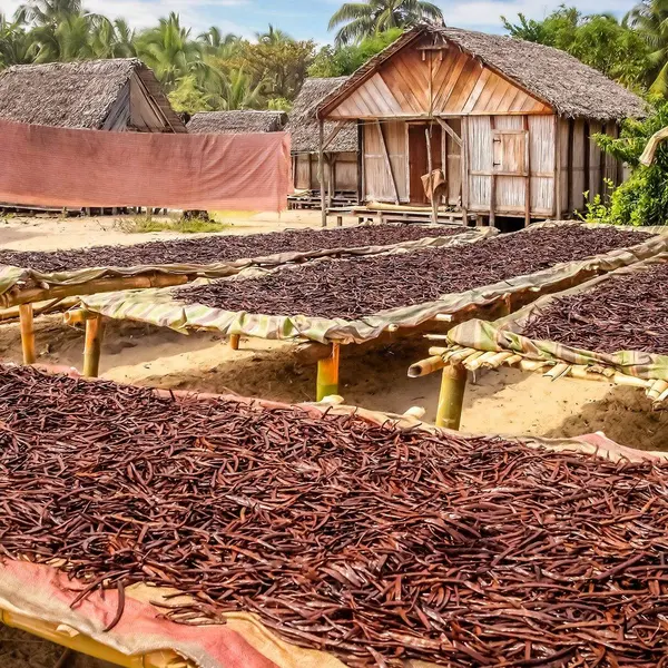 Vanilla beans drying in the sun on raised racks in a village