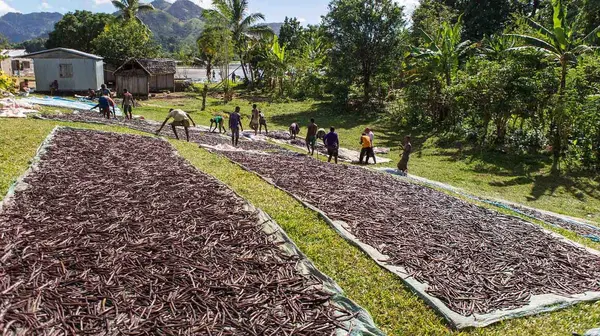 Villagers spreading vanilla beans on tarps to dry in the sun