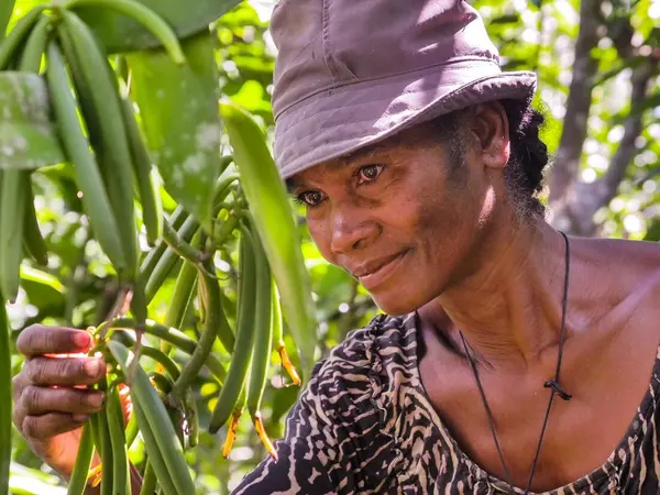 A vanilla grower checking green vanilla beans on the vine