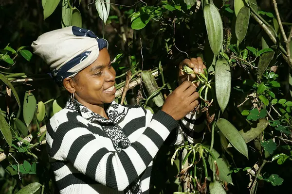 A vanilla grower in Madagascar hand-pollinating a vanilla flower
