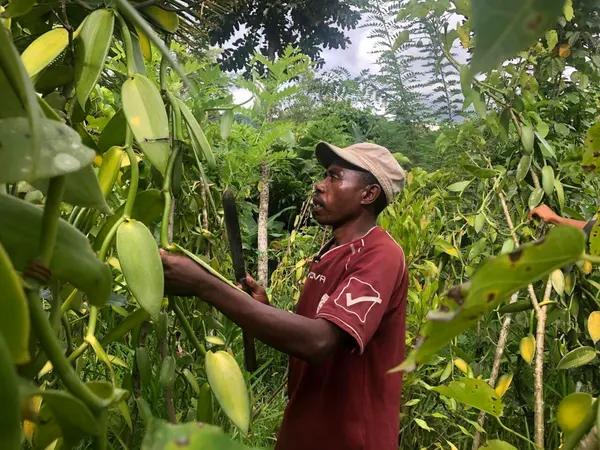 A vanilla grower inspecting his vines, machete in hand
