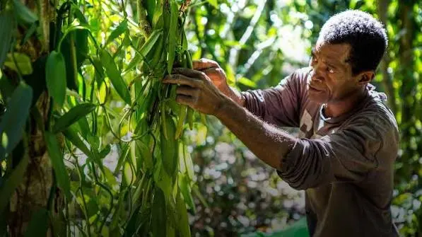 A vanilla grower tending his vines in the shade of the forest