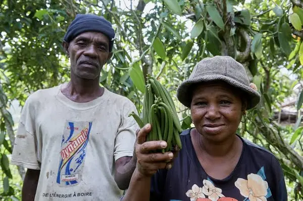 Two vanilla growers in Madagascar holding freshly picked green vanilla beans