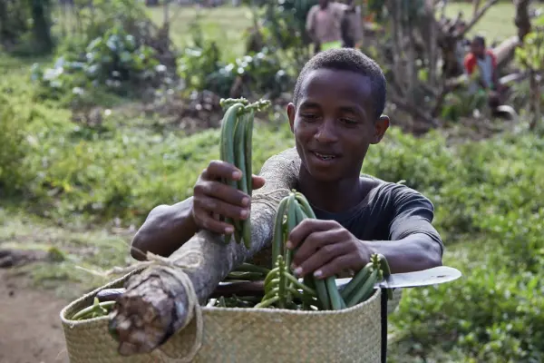 A young grower placing harvested green vanilla beans in a woven basket
